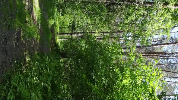 Vertical Video Aerial View Inside a Green Forest with Trees in Summer