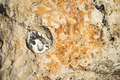 Rock texture background - PhotoDune Item for Sale