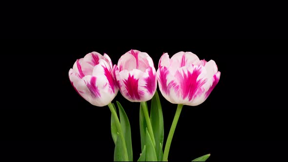 Timelapse of Pink White Tulips Flowers Opening