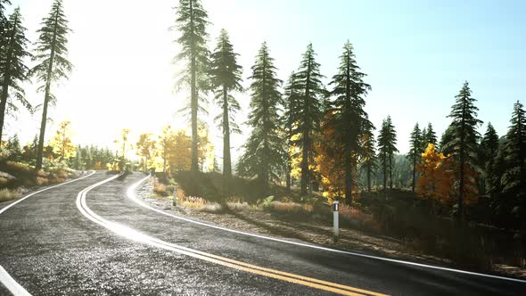 Forest Road Under Sunset Sunbeams