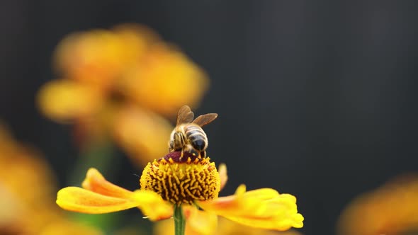 A honey bee collects nectar from garden flowers. Beautiful close-up.