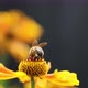 A honey bee collects nectar from garden flowers. Beautiful close-up. - VideoHive Item for Sale