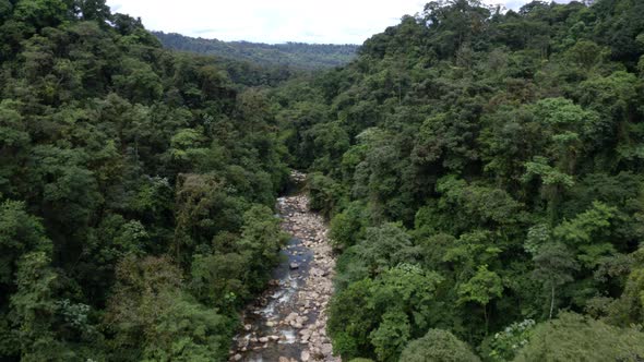 Aerial view of a mountain stream lined with trees in a tropical forest