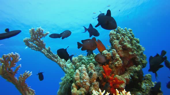 Colourful Underwater Reef