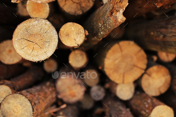 bunch of felled trees near a logging site. selective focus.