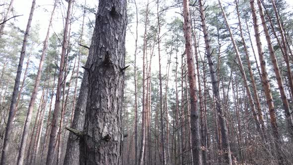 Trees in a Pine Forest During the Day Aerial View