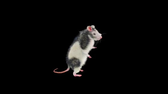 Rat Dancing Hd