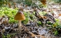 A small single mushroom on a forest floor - PhotoDune Item for Sale