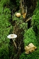 A bonnet mushroom growing out of a tree trunk in woodland forest - PhotoDune Item for Sale