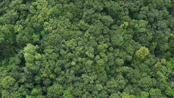 Forest From Above