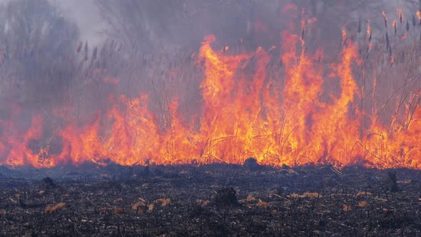 Fire in the Forest, Burning Dry Grass, Trees and Reeds, Wildfire, Slow Motion