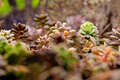 Varieties of colorful cactus and succulent plants growing under artificial lighting. - PhotoDune Item for Sale