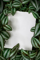 Creative layout with Tradescantia zebrina plant and white paper card note. Flat lay. - PhotoDune Item for Sale
