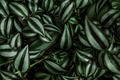 Creative layout with Tradescantia zebrina plant background. - PhotoDune Item for Sale