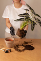 Transplanting a houseplant into a new flower pot. - PhotoDune Item for Sale