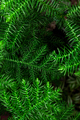 Green Chilean Araucaria or Chilean Spruce plant background. - PhotoDune Item for Sale