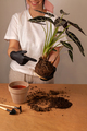 Transplanting a houseplant into a new flower pot. - PhotoDune Item for Sale