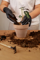 Transplanting a houseplant into a new flower pot. - PhotoDune Item for Sale
