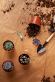 Concept of a home garden. Preparation of the home plants for transplantation. - PhotoDune Item for Sale