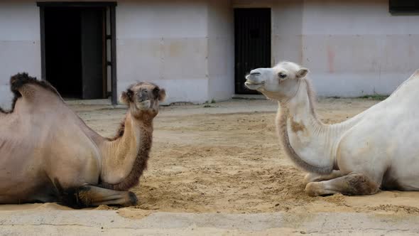 Couple of Camels in Love are Sitting on Sand and Chewing