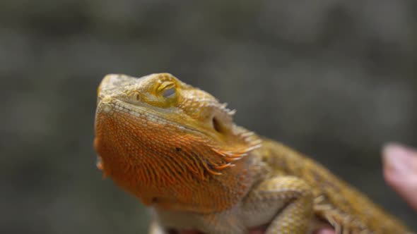 Zoo Keeper Mistress Stroking Iguana with Her Hand