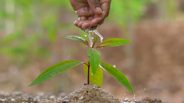 Agriculture. Slow motion Farmer hand watering green sprout. Germ of plant in soil, Watering green