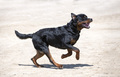 training of rottweiler - PhotoDune Item for Sale