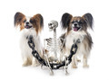 papillon dogs and halloween - PhotoDune Item for Sale