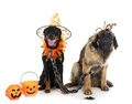 french shepherd and leonberger - PhotoDune Item for Sale