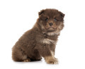 puppy Finnish Lapphund in studio - PhotoDune Item for Sale