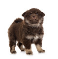 puppy Finnish Lapphund in studio - PhotoDune Item for Sale