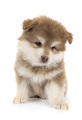 puppy Finnish Lapphund in studio - PhotoDune Item for Sale