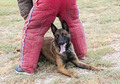 training of belgian shepherd - PhotoDune Item for Sale
