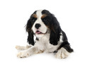 puppy cavalier king charles - PhotoDune Item for Sale