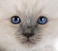 birman kitten in studio - PhotoDune Item for Sale