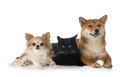 shiba inu, cat and chihuahua in studio - PhotoDune Item for Sale