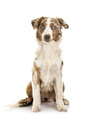 Miniature American Shepherd - PhotoDune Item for Sale