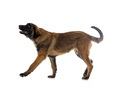 puppy Leonberger in studio - PhotoDune Item for Sale