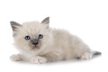 birman kitten in studio - PhotoDune Item for Sale