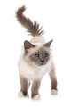 birman cat in studio - PhotoDune Item for Sale