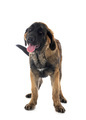 puppy Leonberger in studio - PhotoDune Item for Sale
