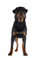 rottweiler in studio - PhotoDune Item for Sale
