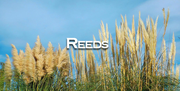 Reeds