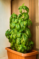 Basil plant - PhotoDune Item for Sale