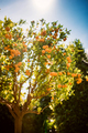 Tangerine fruit tree - PhotoDune Item for Sale