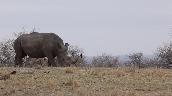 large rhino on horizon eats grass