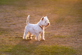 West highland terrier - PhotoDune Item for Sale