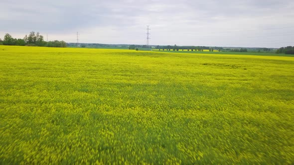 Aerial flyover blooming rapeseed (Brassica Napus) field, flying over yellow canola flowers, idyllic