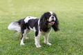 Cavalier spaniel standing on the grass - PhotoDune Item for Sale