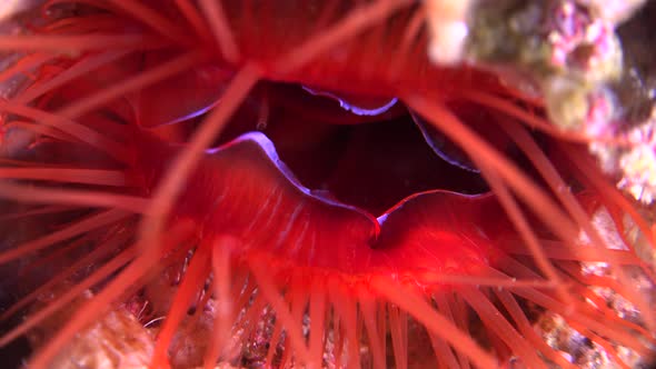 Electric flame scallop (Lima SP.) pulsating close up